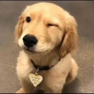 Meet your Posher, Angelo